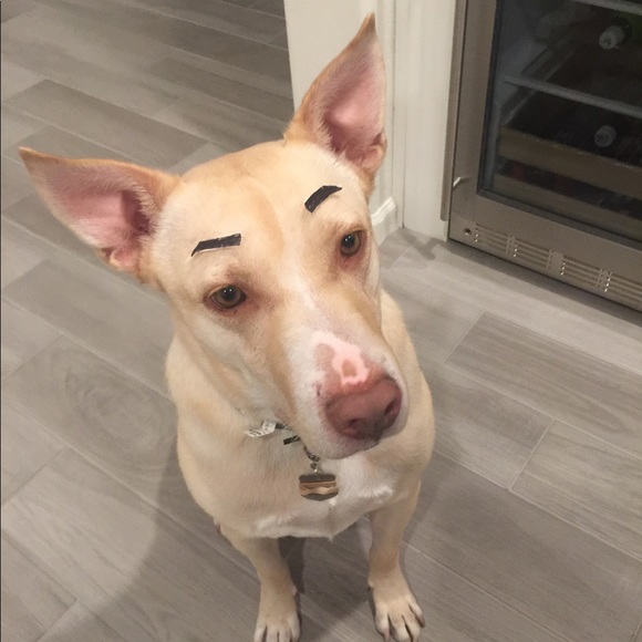 Meet your Posher, Rosa - Picture 1 of 1